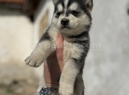 Husky Si̇bi̇rya Kurdu Yavrularimiz Mevcut görsel