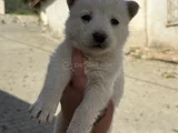 Husky Si̇bi̇rya Kurdu Yavrularimiz Mevcut