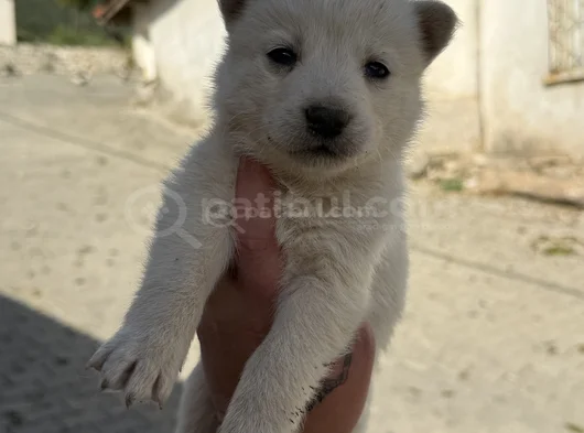 Husky Si̇bi̇rya Kurdu Yavrularimiz Mevcut görsel