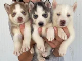 Husky Si̇bi̇rya Kurdu Yavrularimiz Mevcut