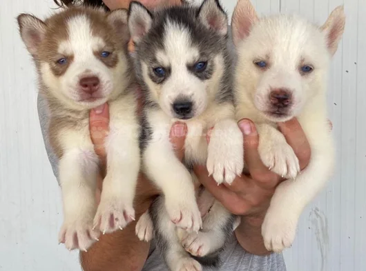 Husky Si̇bi̇rya Kurdu Yavrularimiz Mevcut görsel