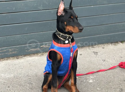 Doberman Yavrular Mevcut görsel