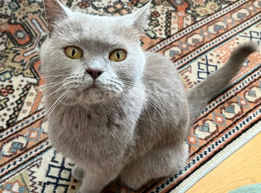 British Shorthair Kızımız Lila Için Ücretsiz Yuva Arıyoruz görsel