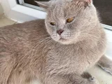British Shorthair Kızımız Lila için Ücretsiz yuva Arıyoruz
