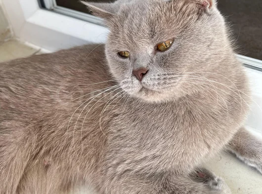 British Shorthair Kızımız Lila Için Ücretsiz Yuva Arıyoruz