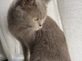 British Shorthair Kızımız Lila Için Ücretsiz Yuva Arıyoruz