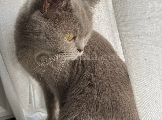 British Shorthair Kızımız Lila Için Ücretsiz Yuva Arıyoruz görsel