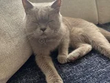 British Shorthair Kızımız Lila Için Ücretsiz Yuva Arıyoruz