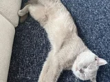 British Shorthair Kızımız Lila Için Ücretsiz Yuva Arıyoruz