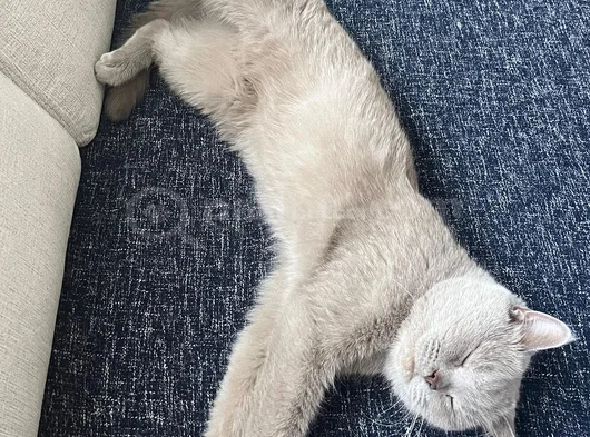 British Shorthair Kızımız Lila Için Ücretsiz Yuva Arıyoruz görsel