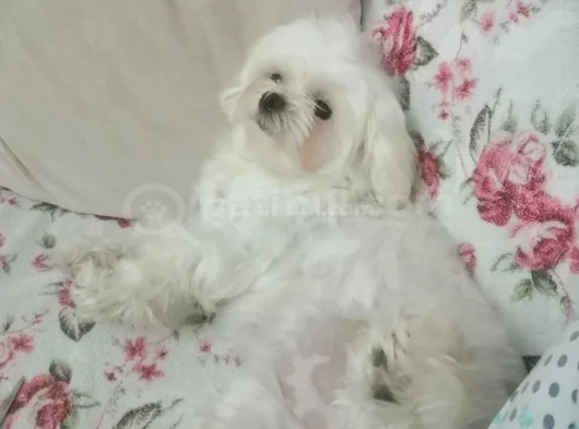 Gerçek Teac Up Maltese Teri̇i̇er Bebek görsel