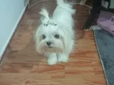 Gerçek Teac Up Maltese Teri̇i̇er Bebek