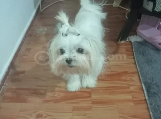 Gerçek Teac Up Maltese Teri̇i̇er Bebek görsel