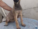 Zeka Küpü Belçi̇ka Kurdu Yavrular