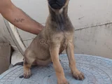 Zeka Küpü Belçi̇ka Kurdu Yavrular