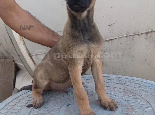 Zeka Küpü Belçi̇ka Kurdu Yavrular görsel