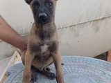 ZEKA KÜPÜ BELÇİKA KURDU YAVRULAR