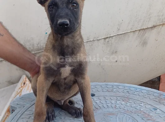 Zeka Küpü Belçi̇ka Kurdu Yavrular