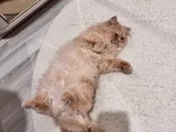 1 Yaşında Kısırlastırılmış Masum Ve Akıllı