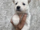 Husky Si̇bi̇rya Kurdu Yavrularimiz Mevcut