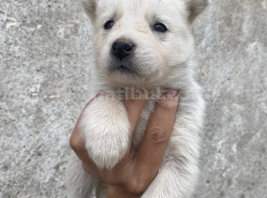 Husky Si̇bi̇rya Kurdu Yavrularimiz Mevcut görsel