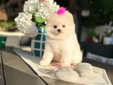 Pomeranian Boo Bebekleri̇mi̇z Hazir