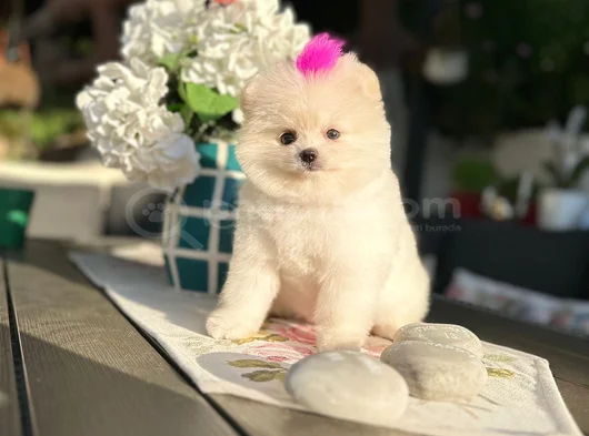 Pomeranian Boo Bebekleri̇mi̇z Hazir görsel