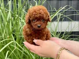 Toy Poodle Bebekleri̇mi̇z Hazir