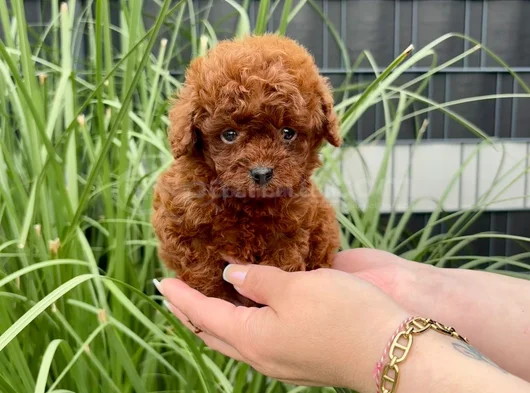 Toy Poodle Bebekleri̇mi̇z Hazir görsel