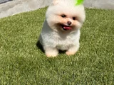 Pomeranian Boo Bebekleri̇mi̇z Hazir