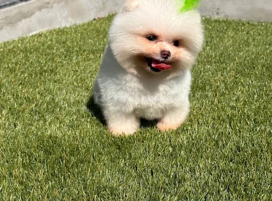 Pomeranian Boo Bebekleri̇mi̇z Hazir görsel