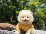 Pomeranian Boo BEBEKLERİMİZ HAZIR