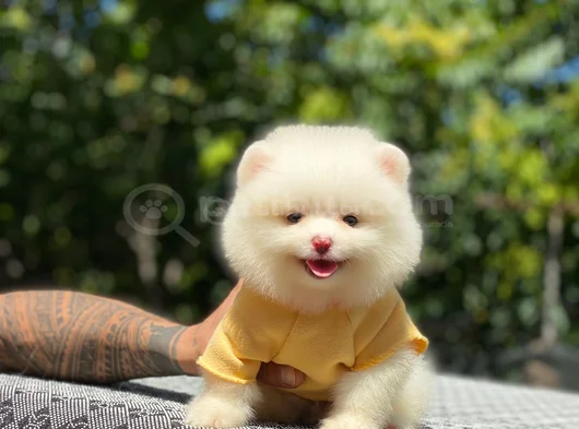 Pomeranian Boo Bebekleri̇mi̇z Hazir