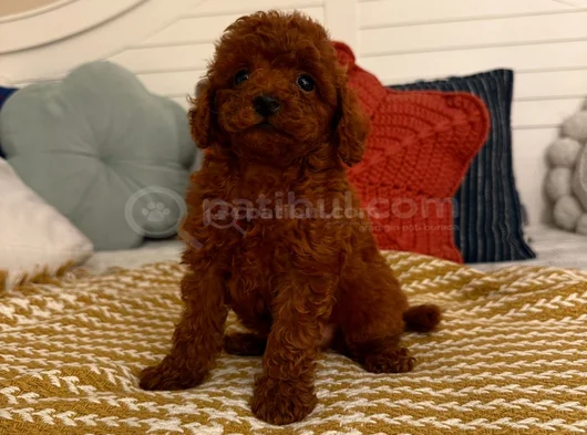Oyuncak Gibi Gerçek Safkan Toy Poodle Yavruları görsel