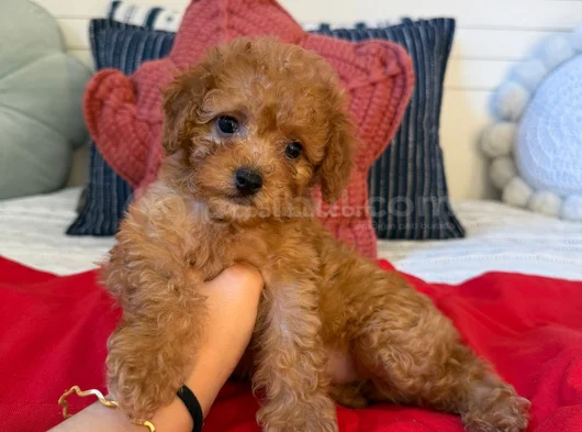 Oyuncak Gibi Gerçek Safkan Toy Poodle Yavruları görsel