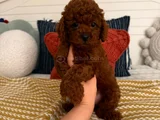 Oyuncak Gibi Gerçek Safkan Toy Poodle Yavruları