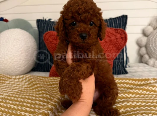 Oyuncak Gibi Gerçek Safkan Toy Poodle Yavruları