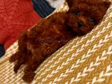 Oyuncak Gibi Gerçek Safkan Toy Poodle Yavruları