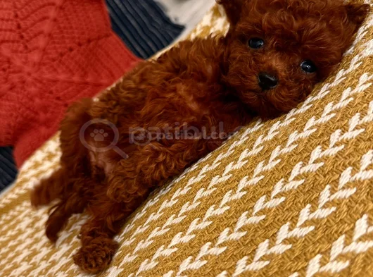 Oyuncak Gibi Gerçek Safkan Toy Poodle Yavruları görsel