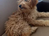 Aşıları bitmiş maltipoo
