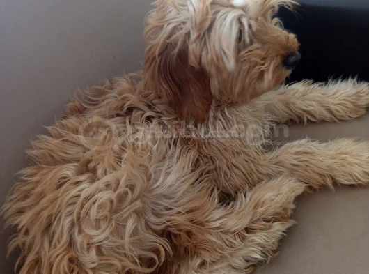 Aşıları Bitmiş Maltipoo görsel
