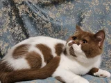 Cinnamon Bicolor British Shorthair Yavru Dişi Erkek