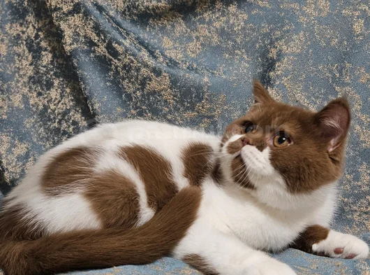 Cinnamon Bicolor British Shorthair Yavru Dişi Erkek görsel