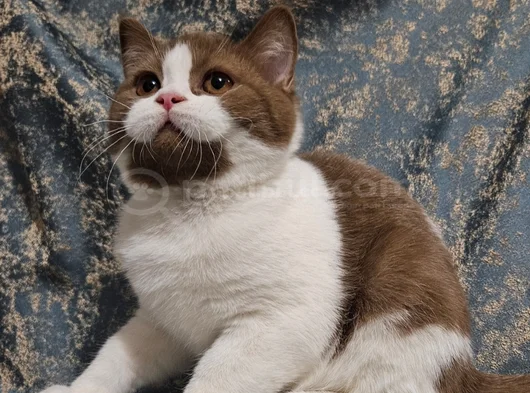 Cinnamon Bicolor British Shorthair Yavru Dişi Erkek görsel