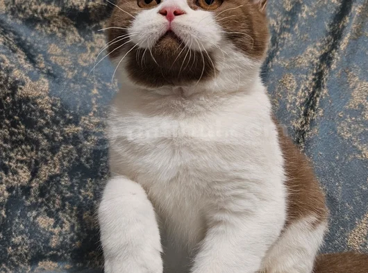 Cinnamon Bicolor British Shorthair Yavru Dişi Erkek