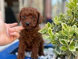 Toy poodle ırk ve sağlık garantili ped eğitimli