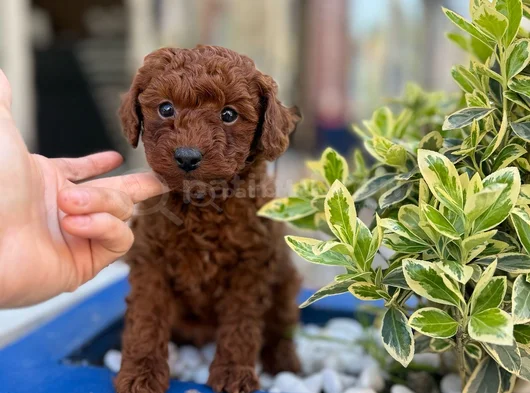 Toy Poodle Irk Ve Sağlık Garantili Ped Eğitimli