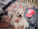 Burkem çiftliğimizden kar topu samoyed yavrular