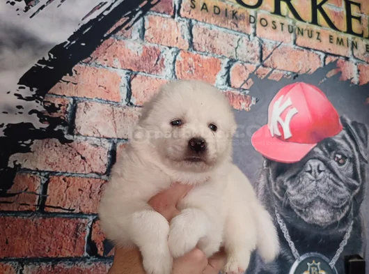 Burkem Çiftliğimizden Kar Topu Samoyed Yavrular