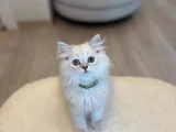 British Longhair 2 buçuk aylık